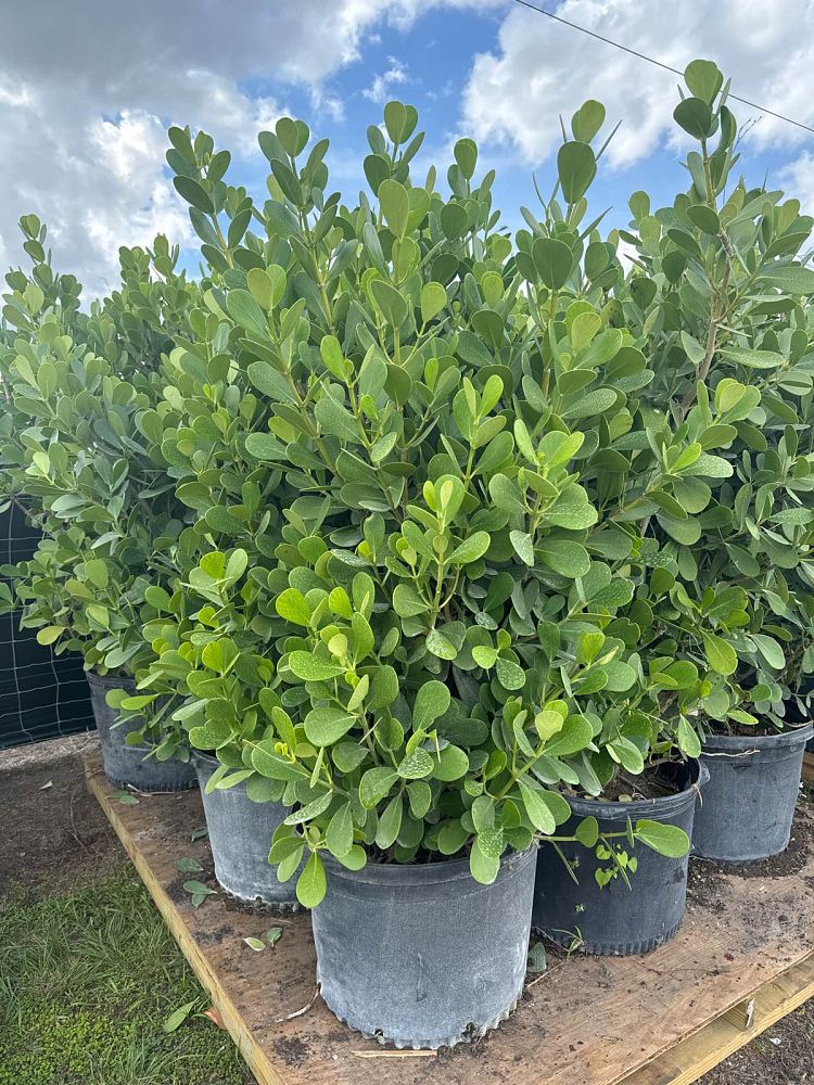 clusia-guttifera-small-leaf-clusia