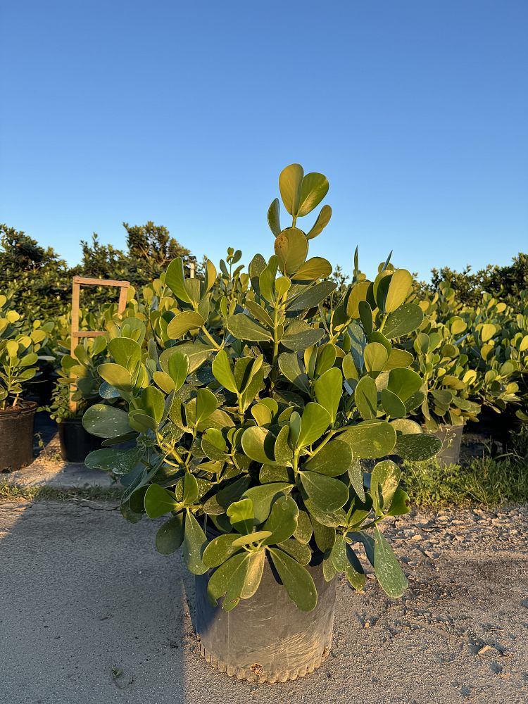 clusia-guttifera-small-leaf-clusia
