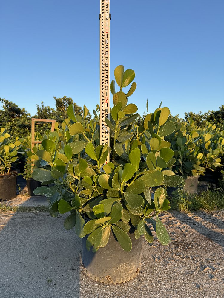 clusia-guttifera-small-leaf-clusia