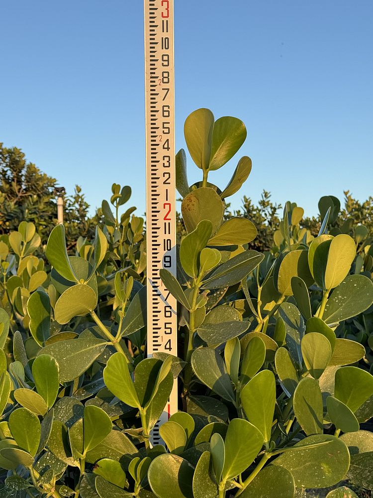 clusia-guttifera-small-leaf-clusia