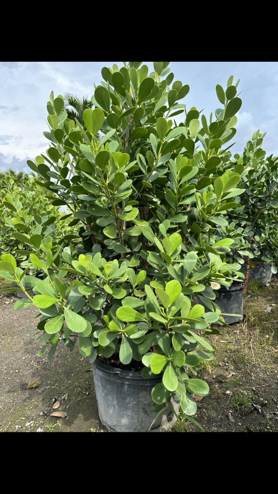 clusia-guttifera-small-leaf-clusia