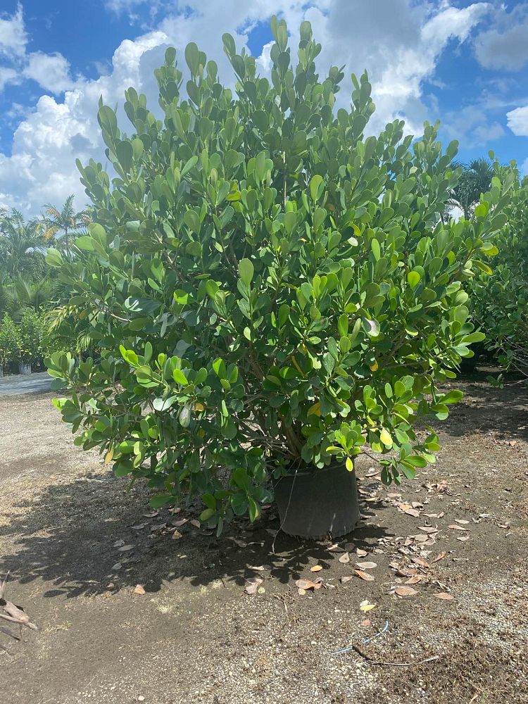 clusia-guttifera-small-leaf-clusia