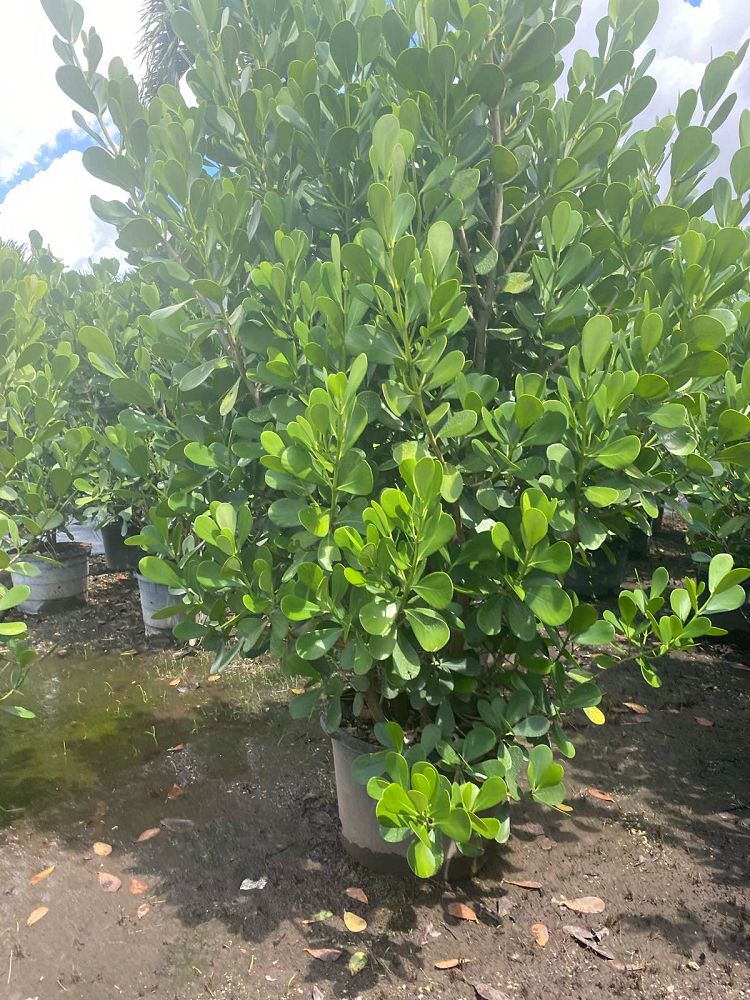 clusia-guttifera-small-leaf-clusia