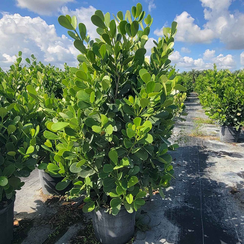 clusia-guttifera-small-leaf-clusia