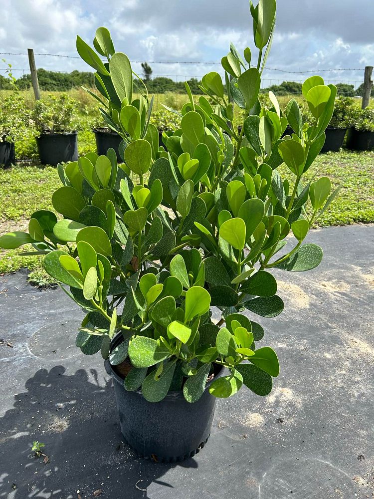 clusia-guttifera-small-leaf-clusia