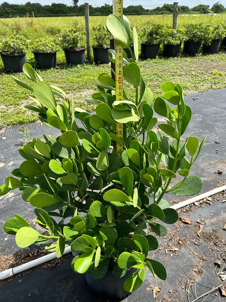 clusia-guttifera-small-leaf-clusia