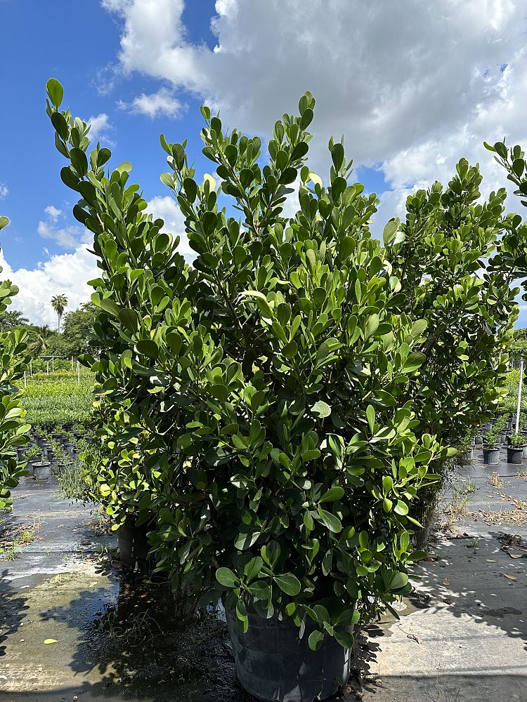 clusia-guttifera-small-leaf-clusia