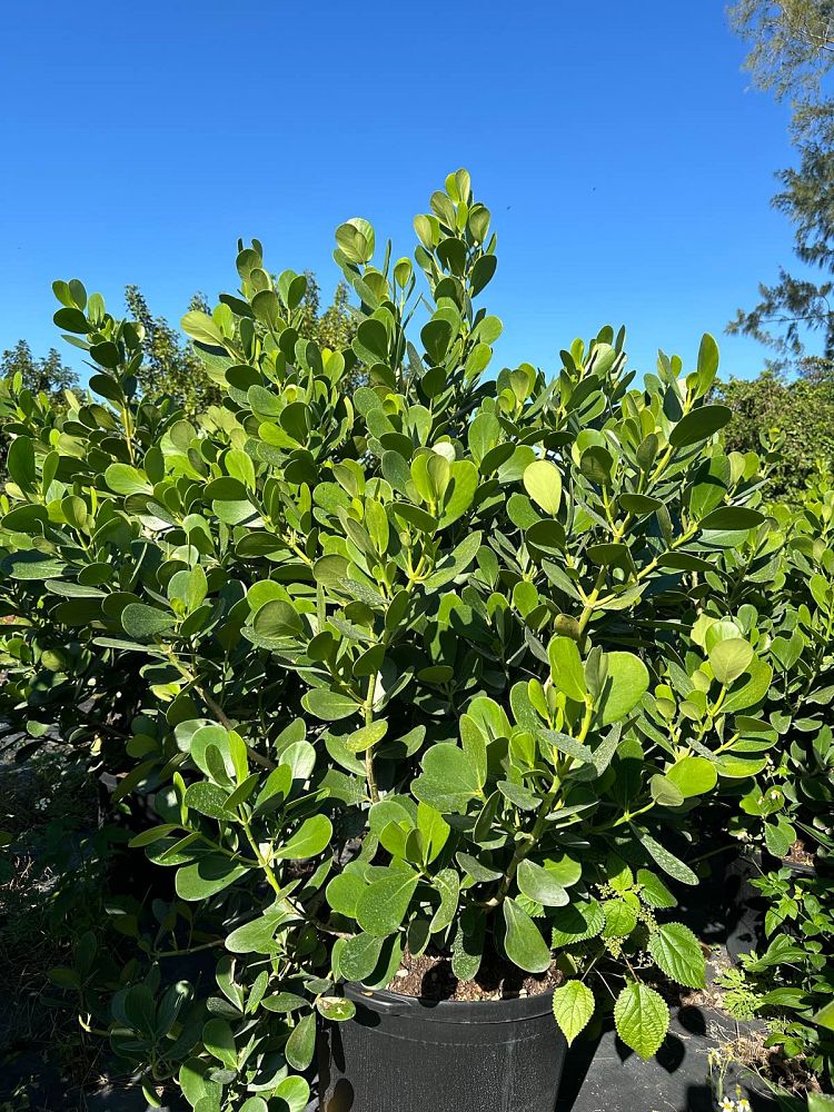 clusia-guttifera-small-leaf-clusia