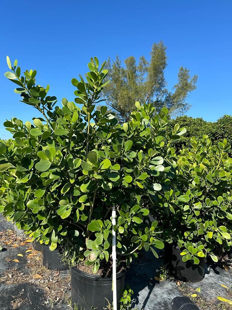clusia-guttifera-small-leaf-clusia