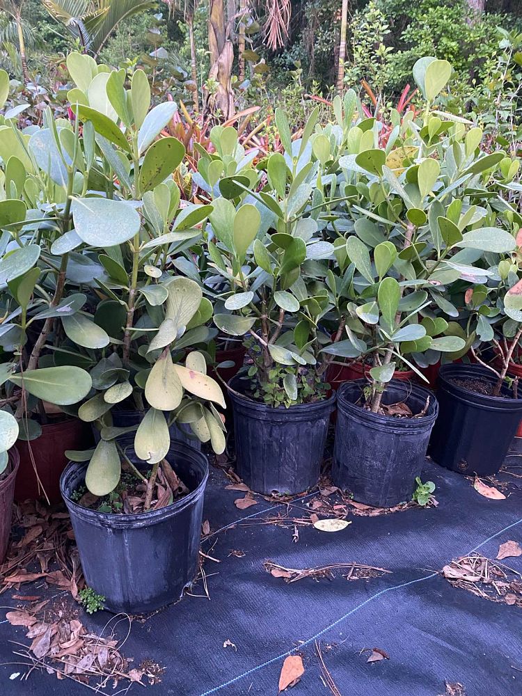 clusia-guttifera-small-leaf-clusia