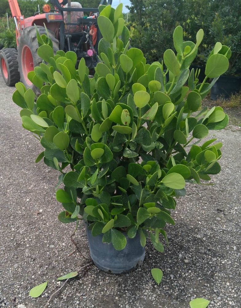 clusia-guttifera-small-leaf-clusia