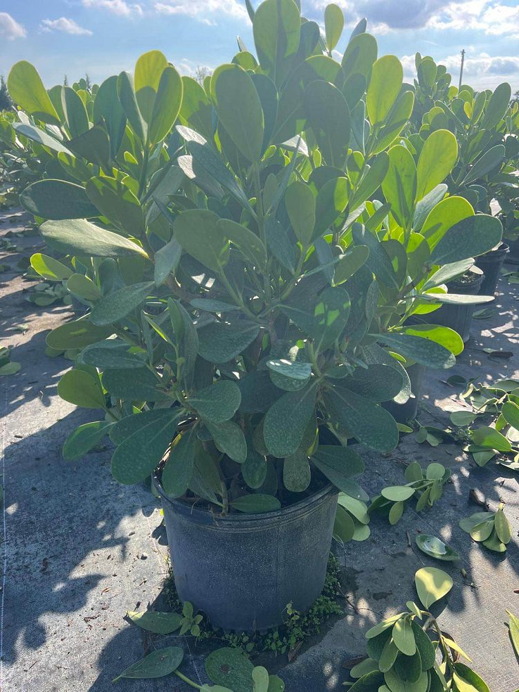 clusia-guttifera-small-leaf-clusia
