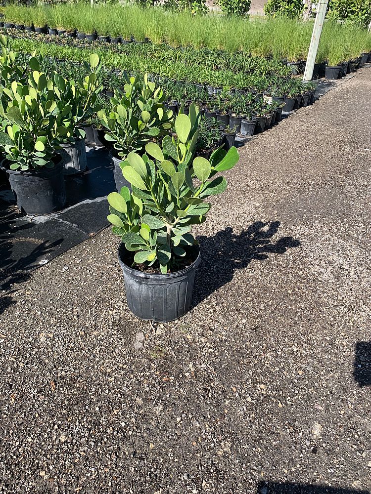 clusia-guttifera-small-leaf-clusia