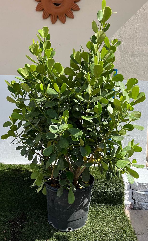 clusia-guttifera-small-leaf-clusia