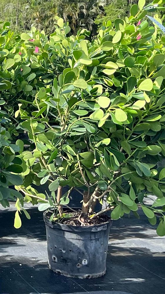 clusia-guttifera-small-leaf-clusia