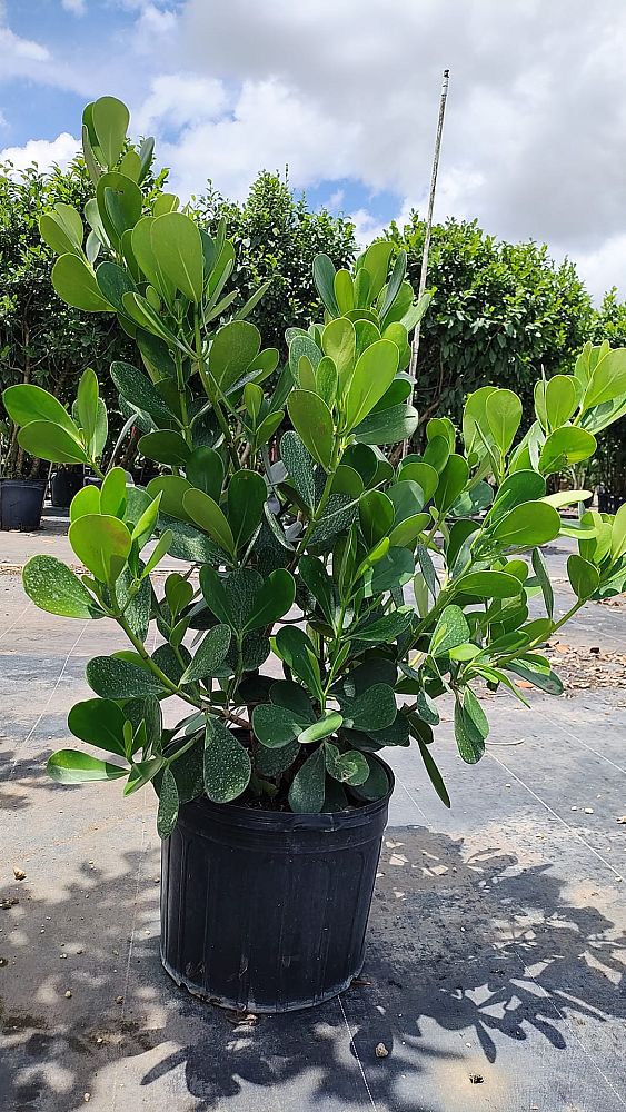 clusia-guttifera-small-leaf-clusia