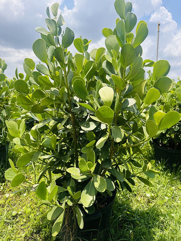 clusia-guttifera-small-leaf-clusia