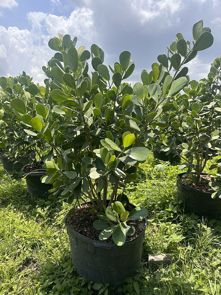 clusia-guttifera-small-leaf-clusia