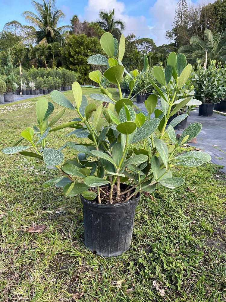 clusia-guttifera-small-leaf-clusia