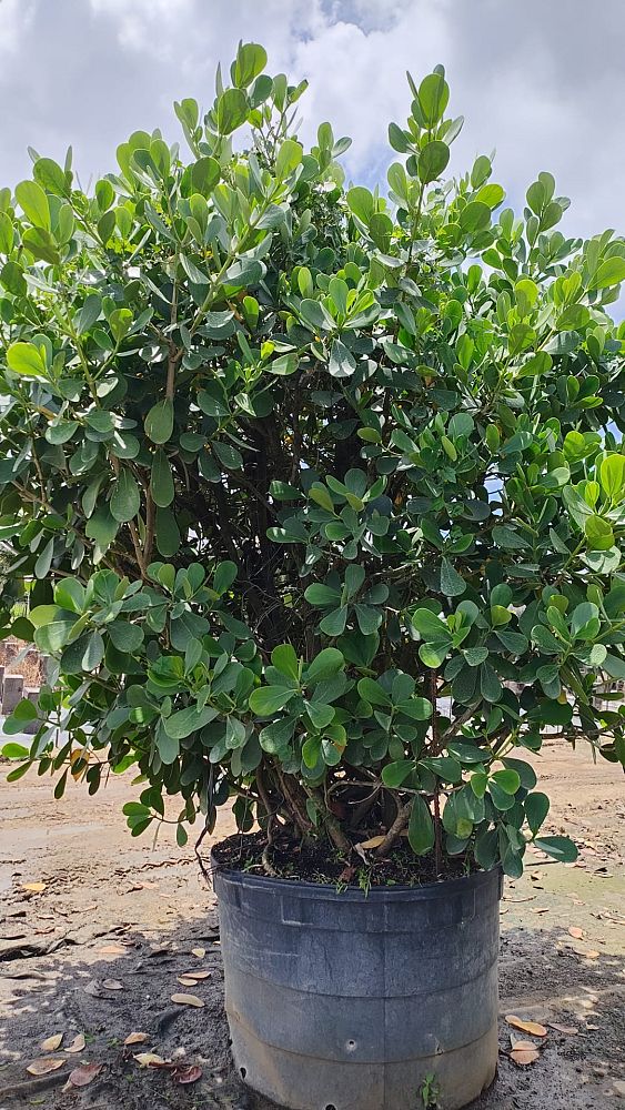 clusia-guttifera-small-leaf-clusia