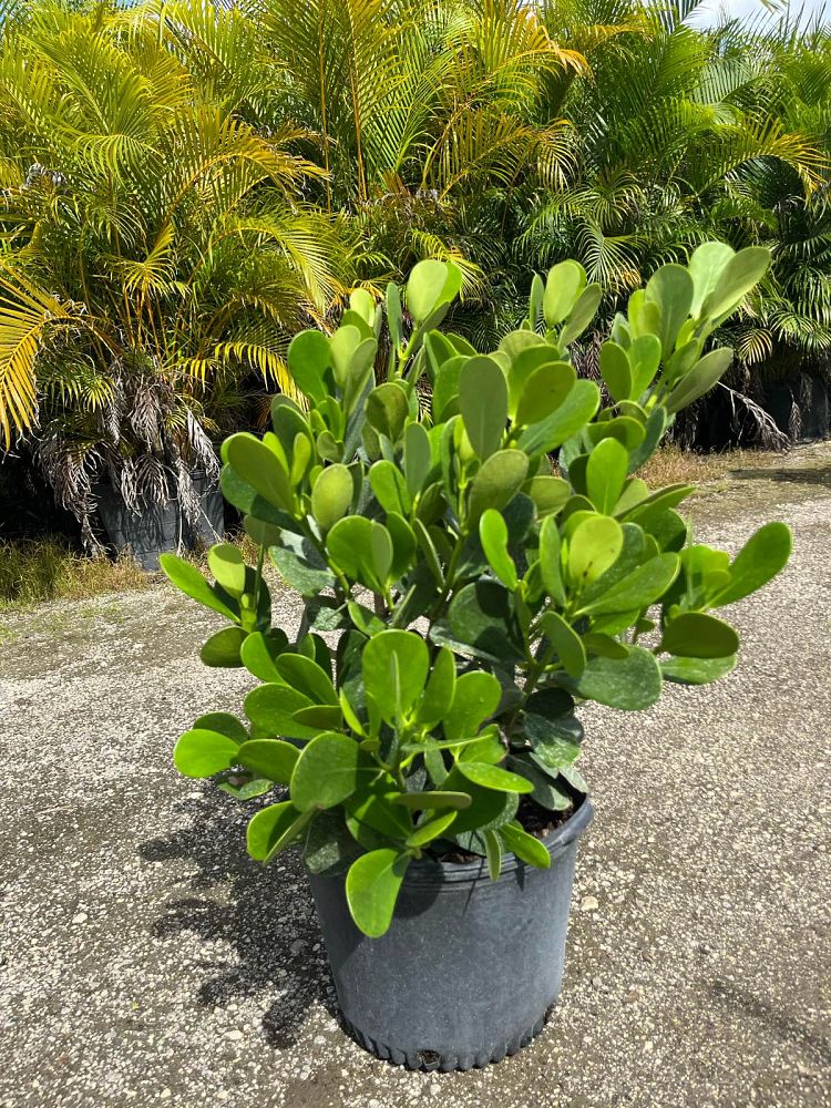 clusia-guttifera-small-leaf-clusia