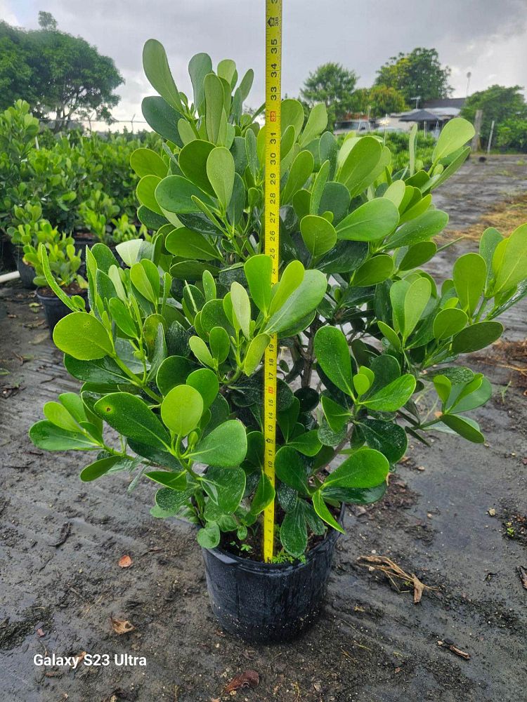 clusia-guttifera-small-leaf-clusia