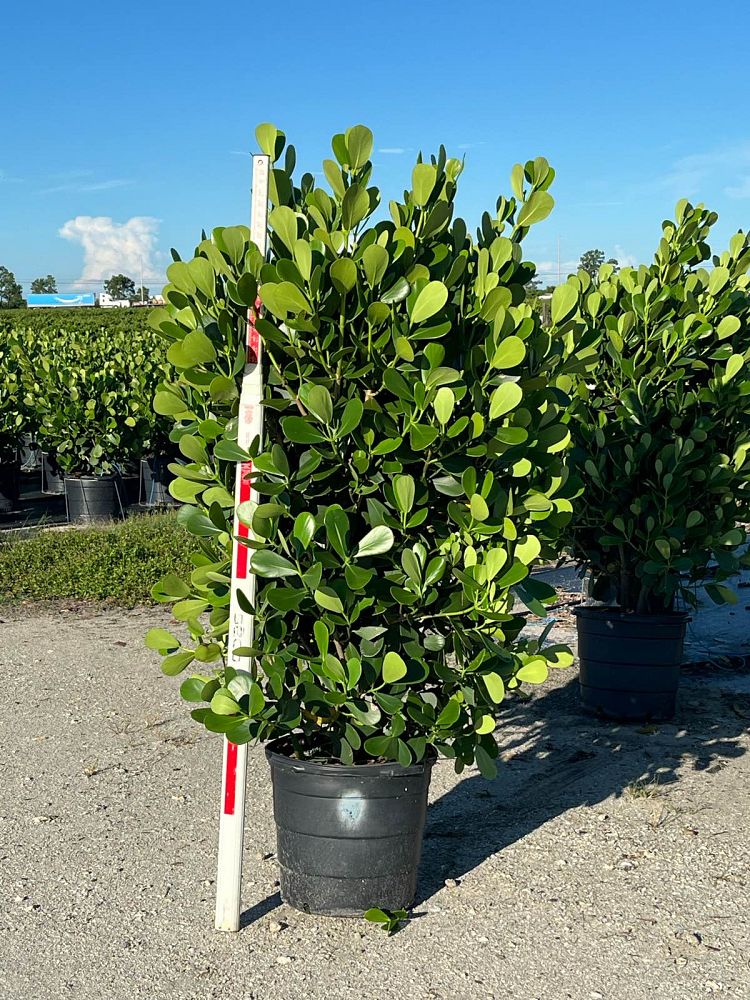 clusia-guttifera-small-leaf-clusia