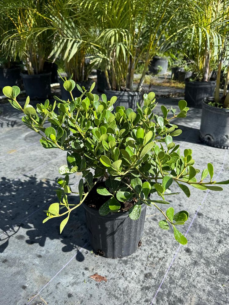 clusia-guttifera-small-leaf-clusia