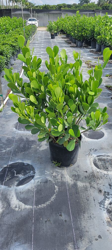 clusia-guttifera-small-leaf-clusia