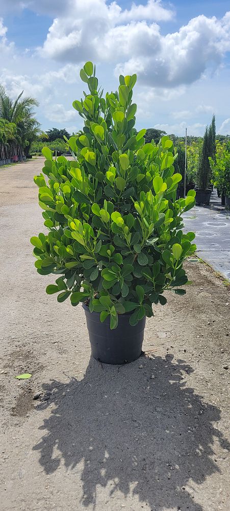 clusia-guttifera-small-leaf-clusia