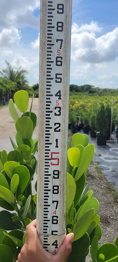 clusia-guttifera-small-leaf-clusia