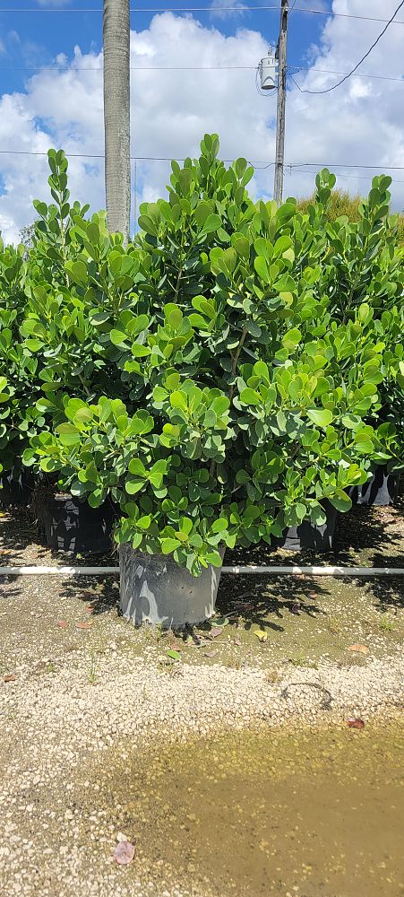 clusia-guttifera-small-leaf-clusia