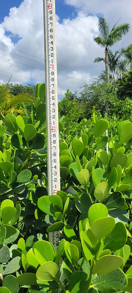 clusia-guttifera-small-leaf-clusia