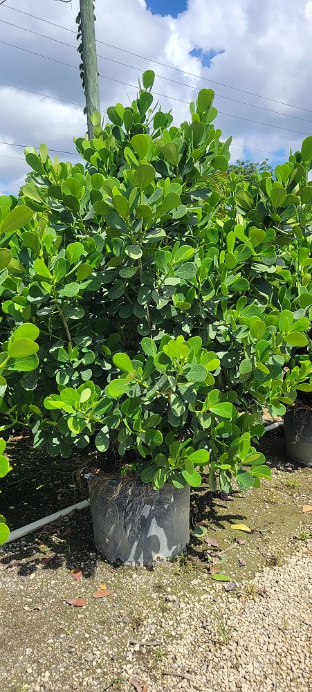 clusia-guttifera-small-leaf-clusia
