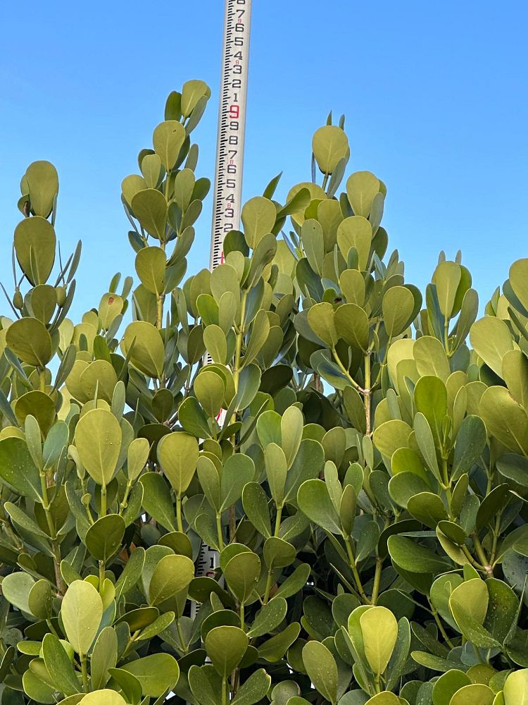 clusia-guttifera-small-leaf-clusia