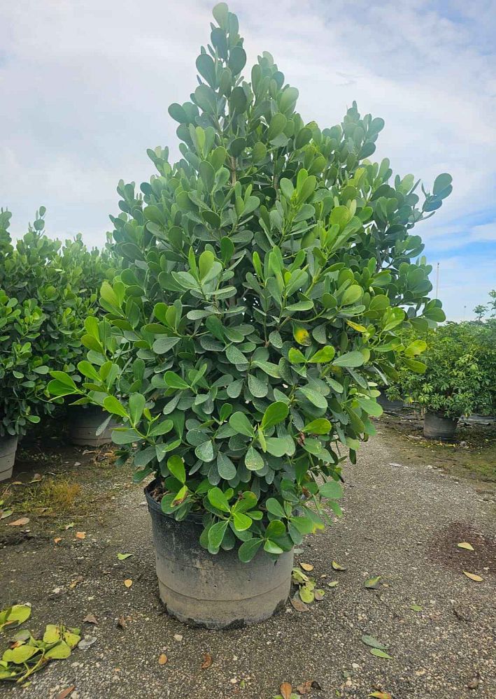 clusia-guttifera-small-leaf-clusia