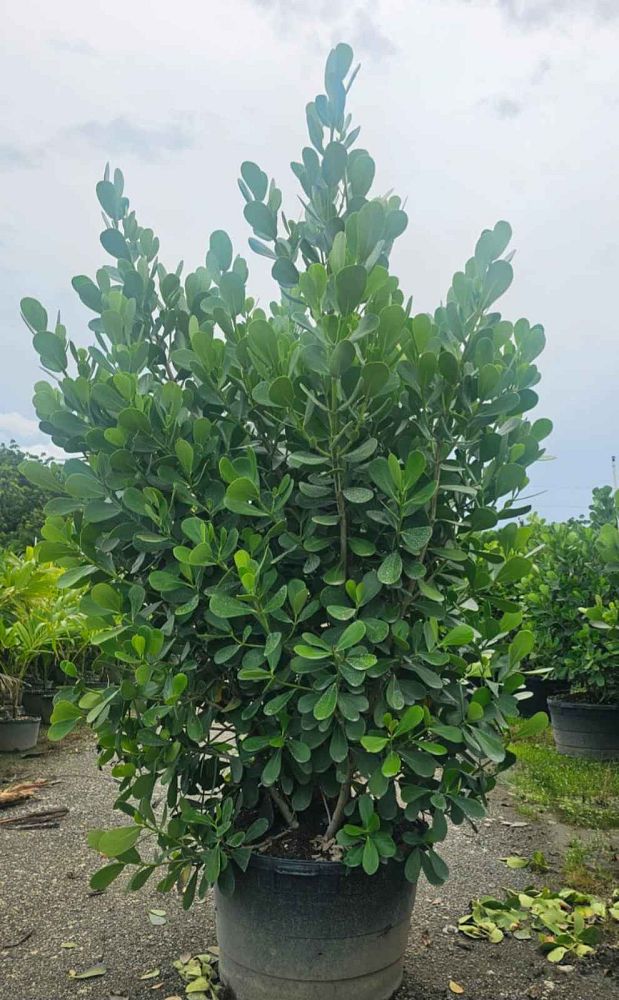 clusia-guttifera-small-leaf-clusia