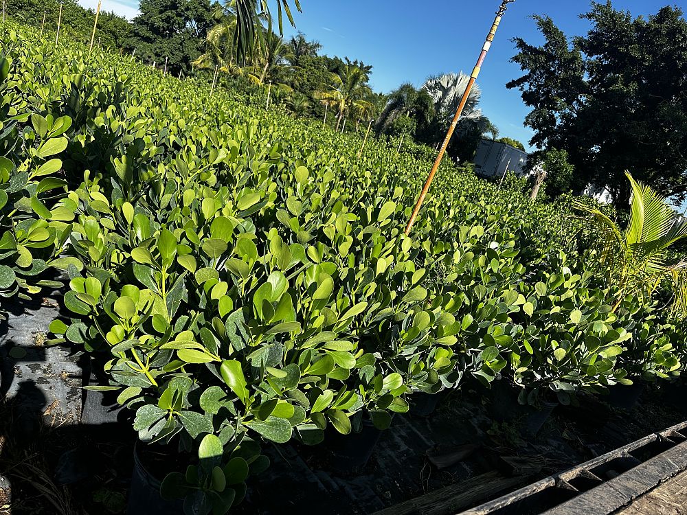 clusia-guttifera-small-leaf-clusia