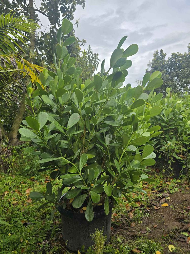 clusia-guttifera-small-leaf-clusia