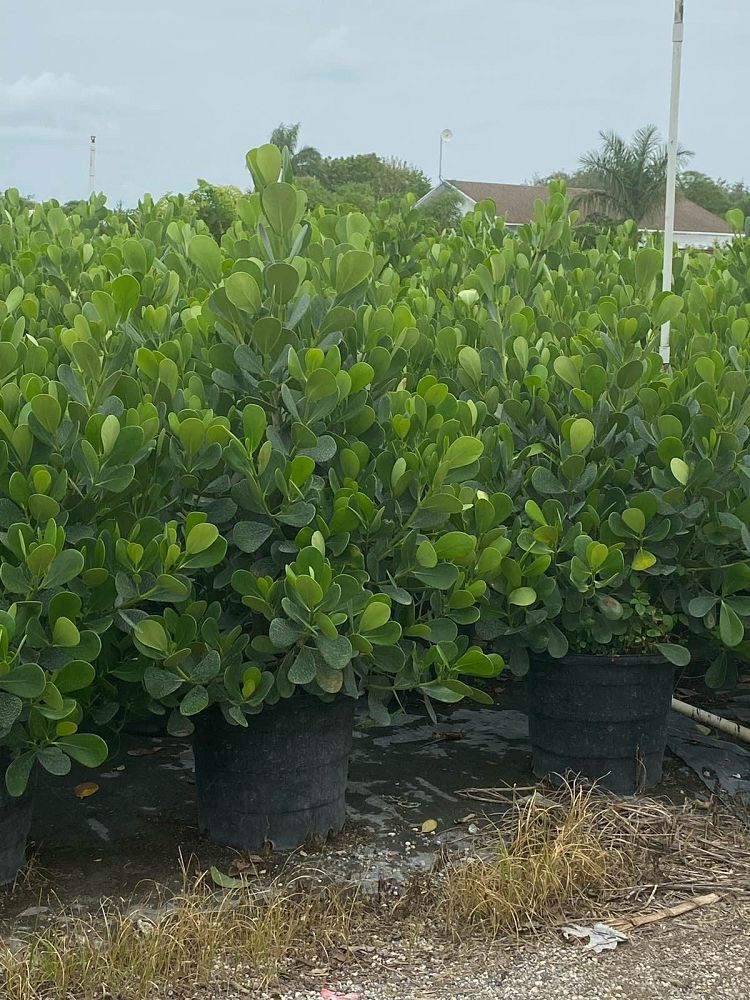 clusia-guttifera-small-leaf-clusia