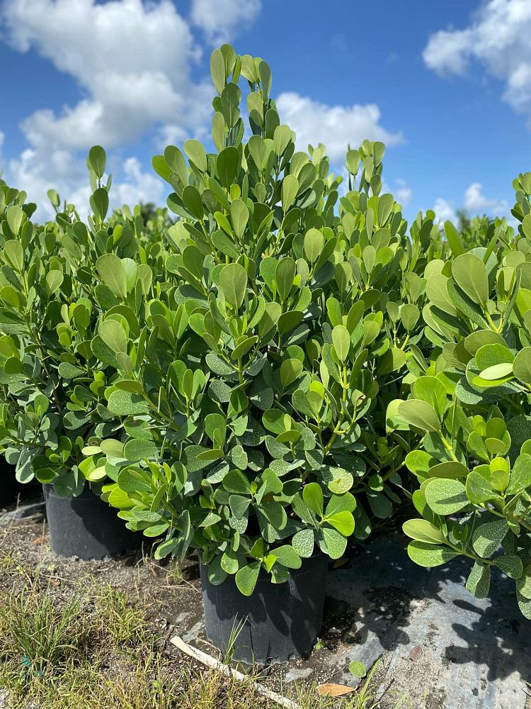 clusia-guttifera-small-leaf-clusia