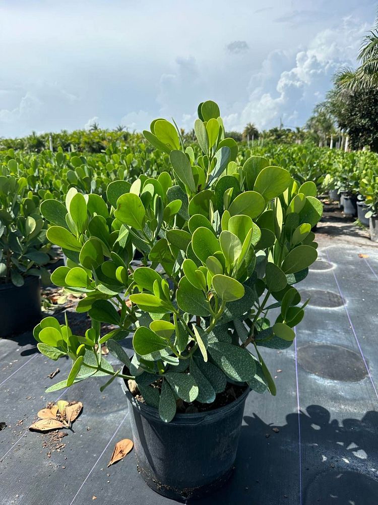 clusia-guttifera-small-leaf-clusia