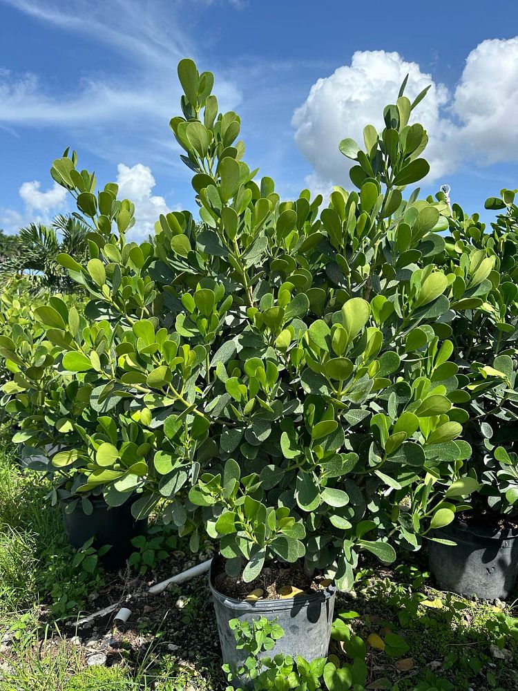 clusia-guttifera-small-leaf-clusia
