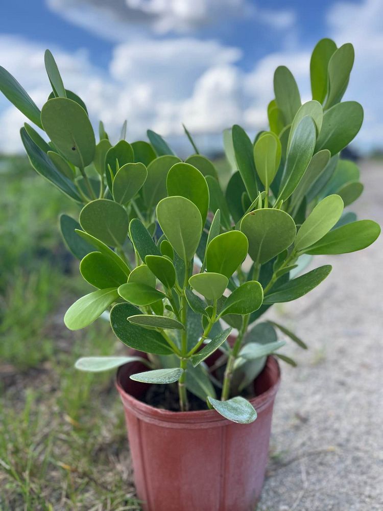 clusia-guttifera-small-leaf-clusia