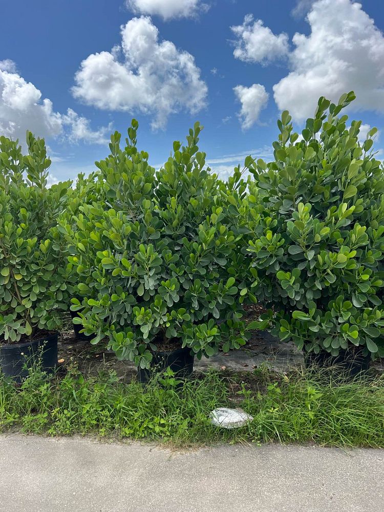 clusia-guttifera-small-leaf-clusia
