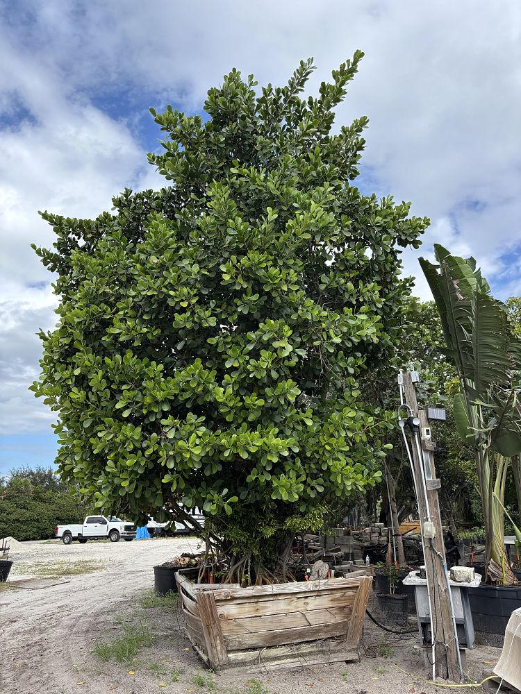 clusia-guttifera-small-leaf-clusia