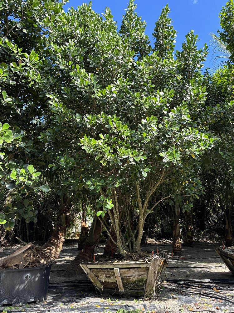 clusia-guttifera-small-leaf-clusia