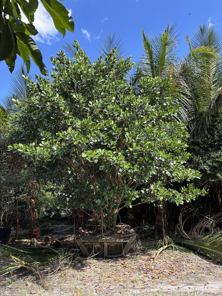 clusia-guttifera-small-leaf-clusia