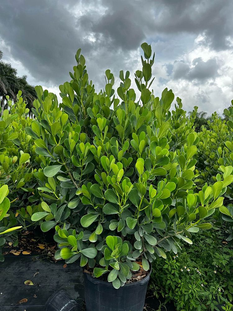 clusia-guttifera-small-leaf-clusia