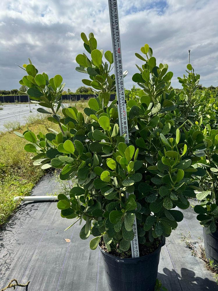 clusia-guttifera-small-leaf-clusia